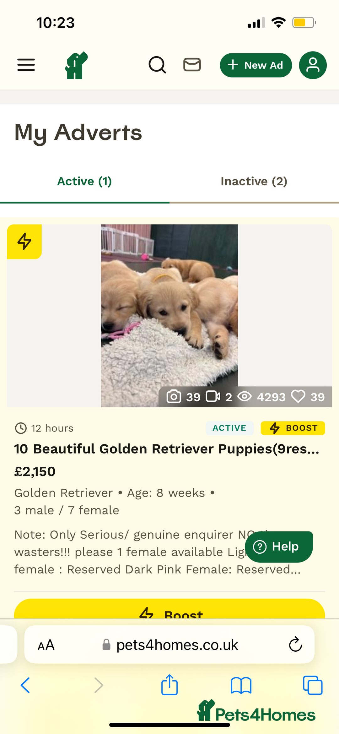 Golden Retriever dogs for sale: 6 Beautiful Golden Retrievers Puppies  - Image 18