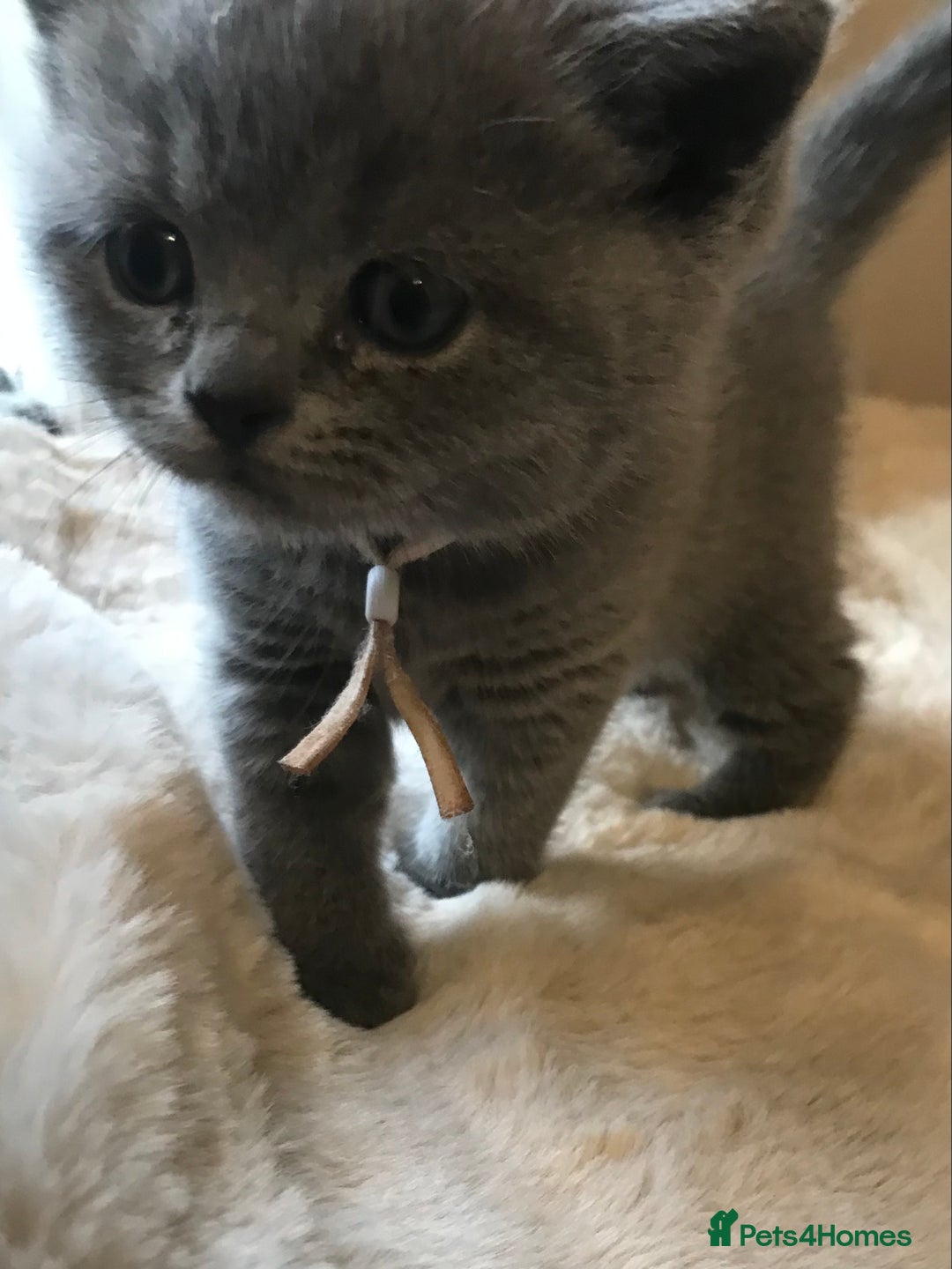 British Shorthair cats for sale: GCCF Registered Kittens - Advert 1