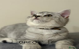 British Shorthair cats for sale: Pedigree|Champion Lines|GCCF Registered| - Image 9