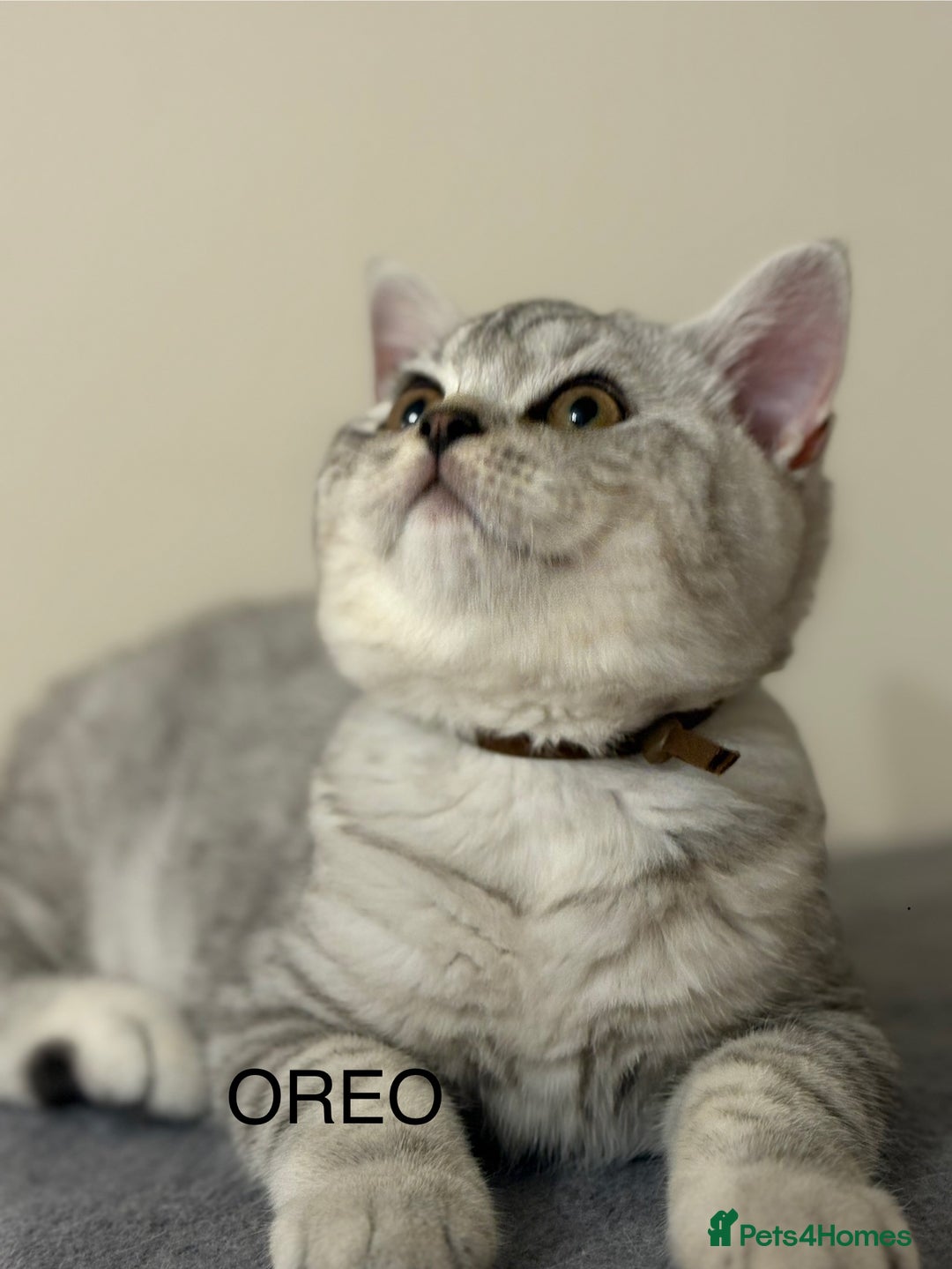 British Shorthair cats for sale: Pedigree|Champion Lines|GCCF Registered| - Image 9