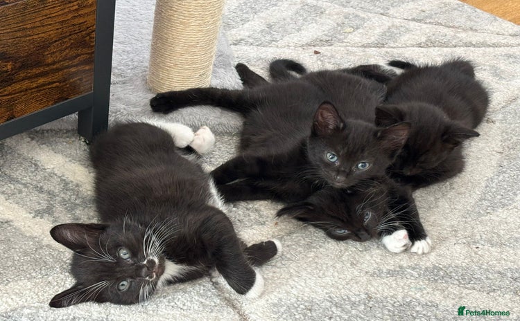 Bombay cats - Advert 3