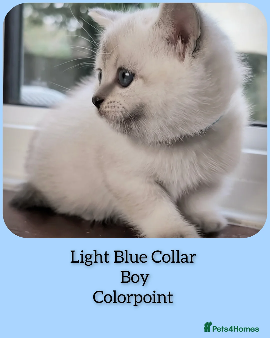 British Shorthair cats for sale: BSH 🩷🩵 READY to RESERVE  - Advert 13