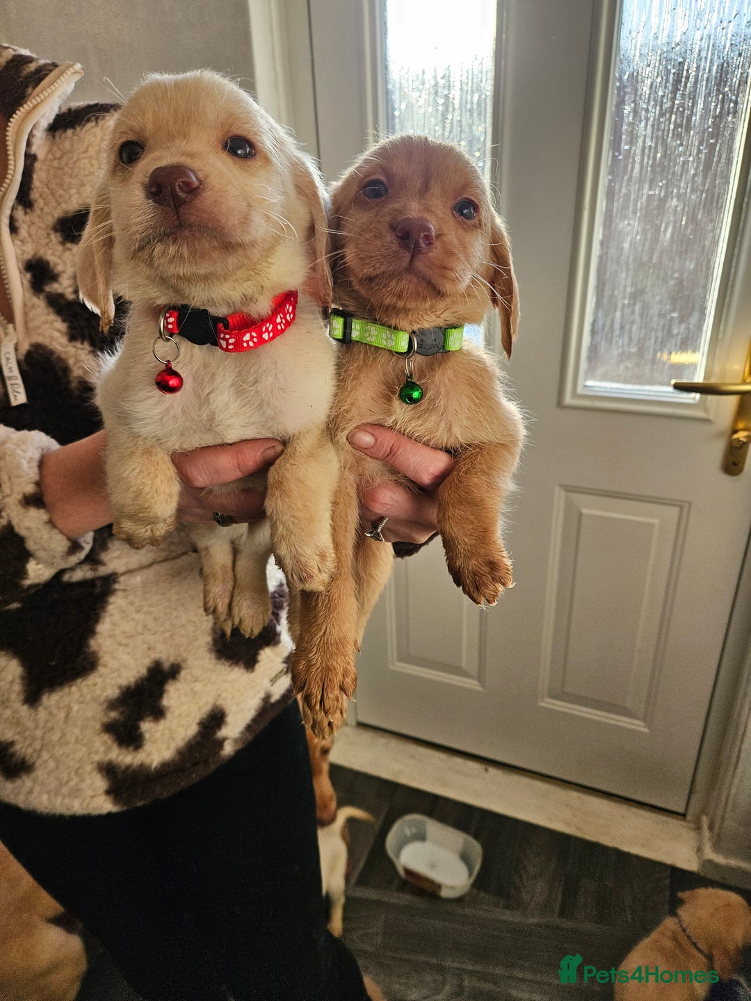 Labradoodle dogs for sale: 9 gorgeous labradoodles, red fox and cream - Advert 22