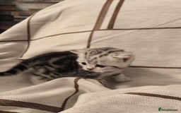 Scottish Fold cats for sale: Silver Tabby Scottish Fold Kittens: Rare&Stunning - Image 4