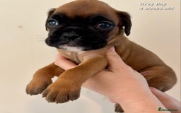 Boxer dogs for sale: 9 Beautiful Boxer Pups - Available from 22/12/2025 - Advert 19