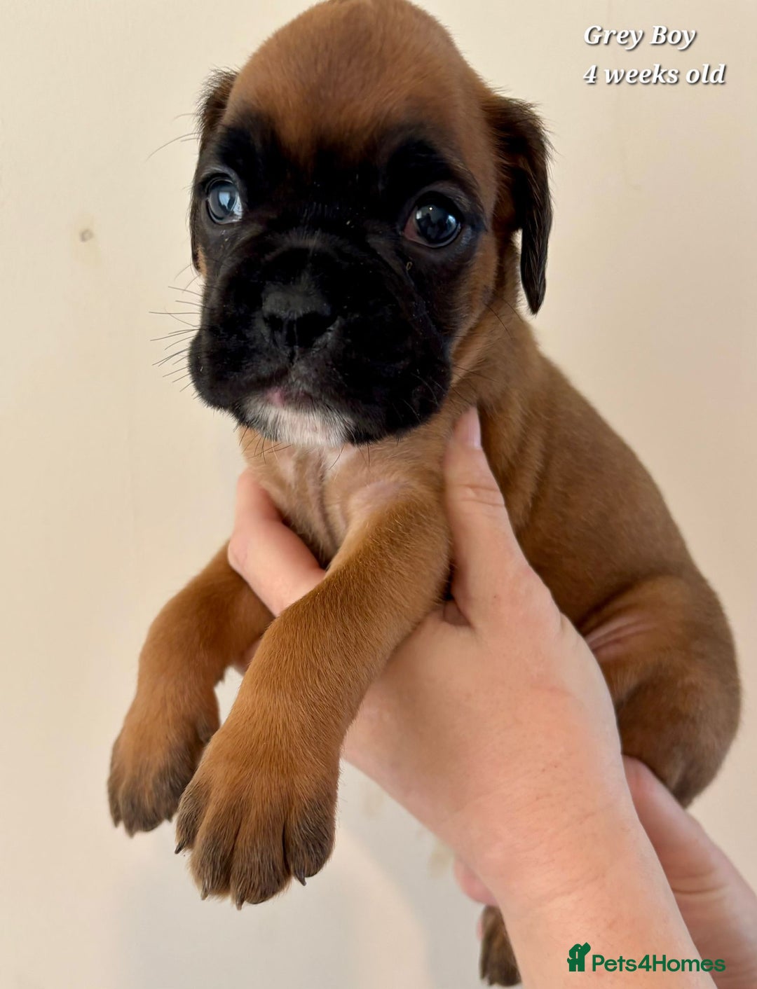 Boxer dogs for sale: 9 Beautiful Boxer Pups - Available from 22/12/2025 - Advert 19