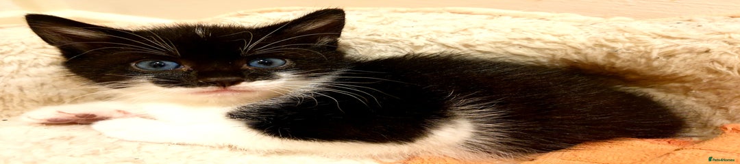 Mixed Breed Kitten 2