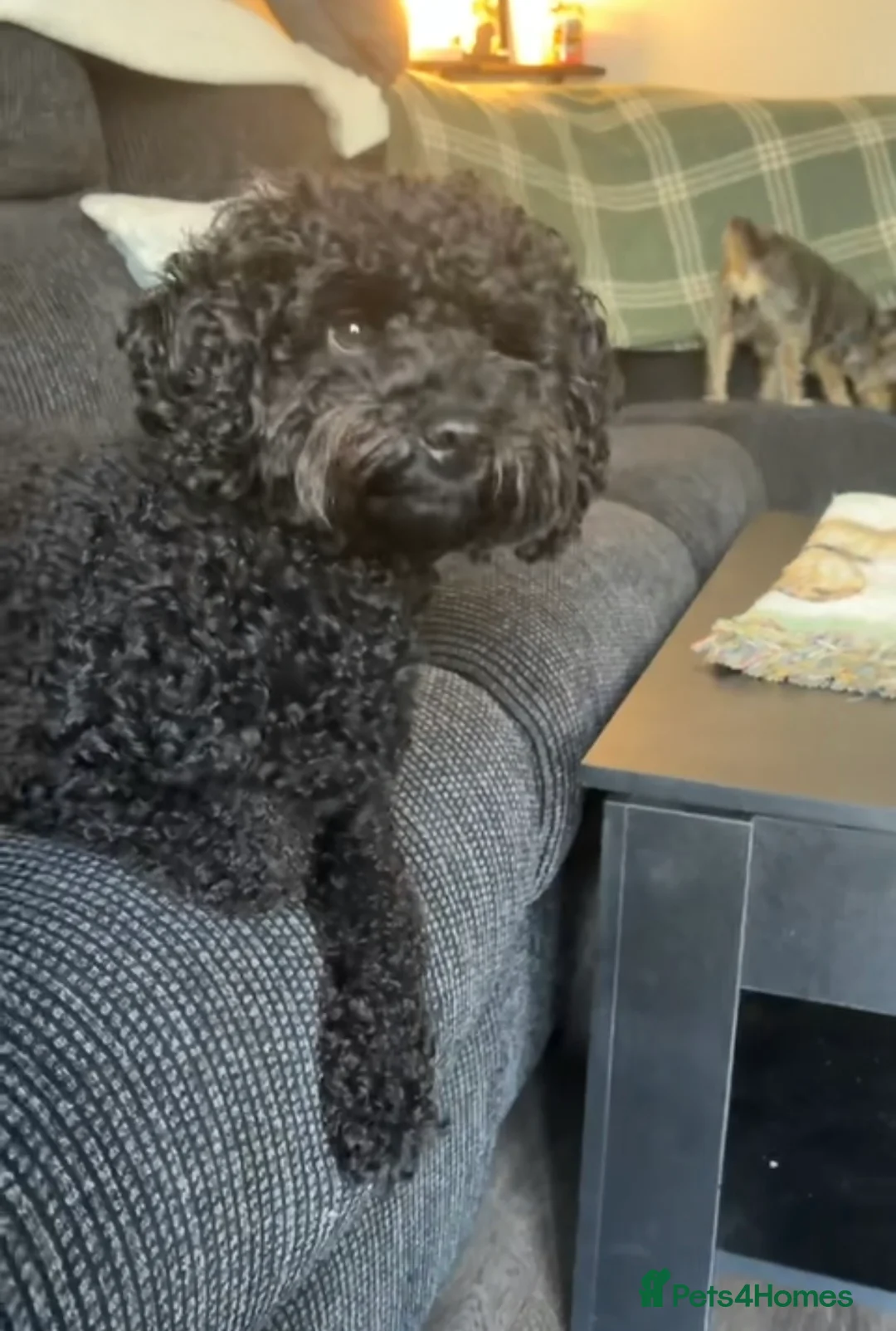 Cockapoo dogs for stud: Trying to breed my black miniature cockapoo  in Sawbridgeworth - Advert 5