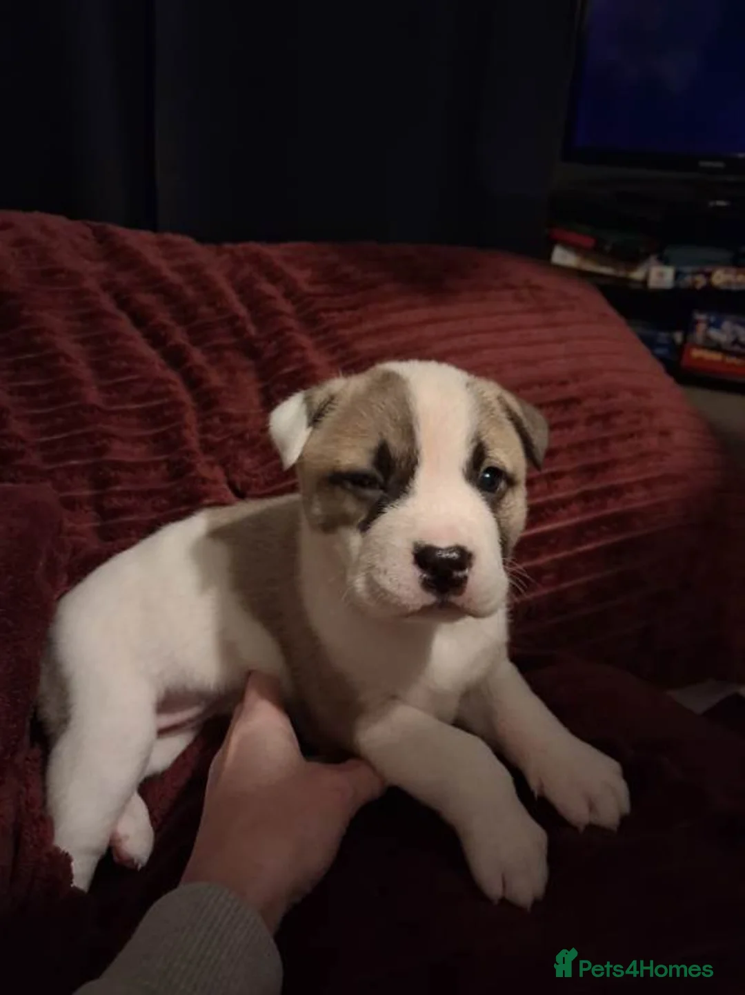 Mixed Breed dogs for sale: Akita x American staff puppies for sale  - Advert 8