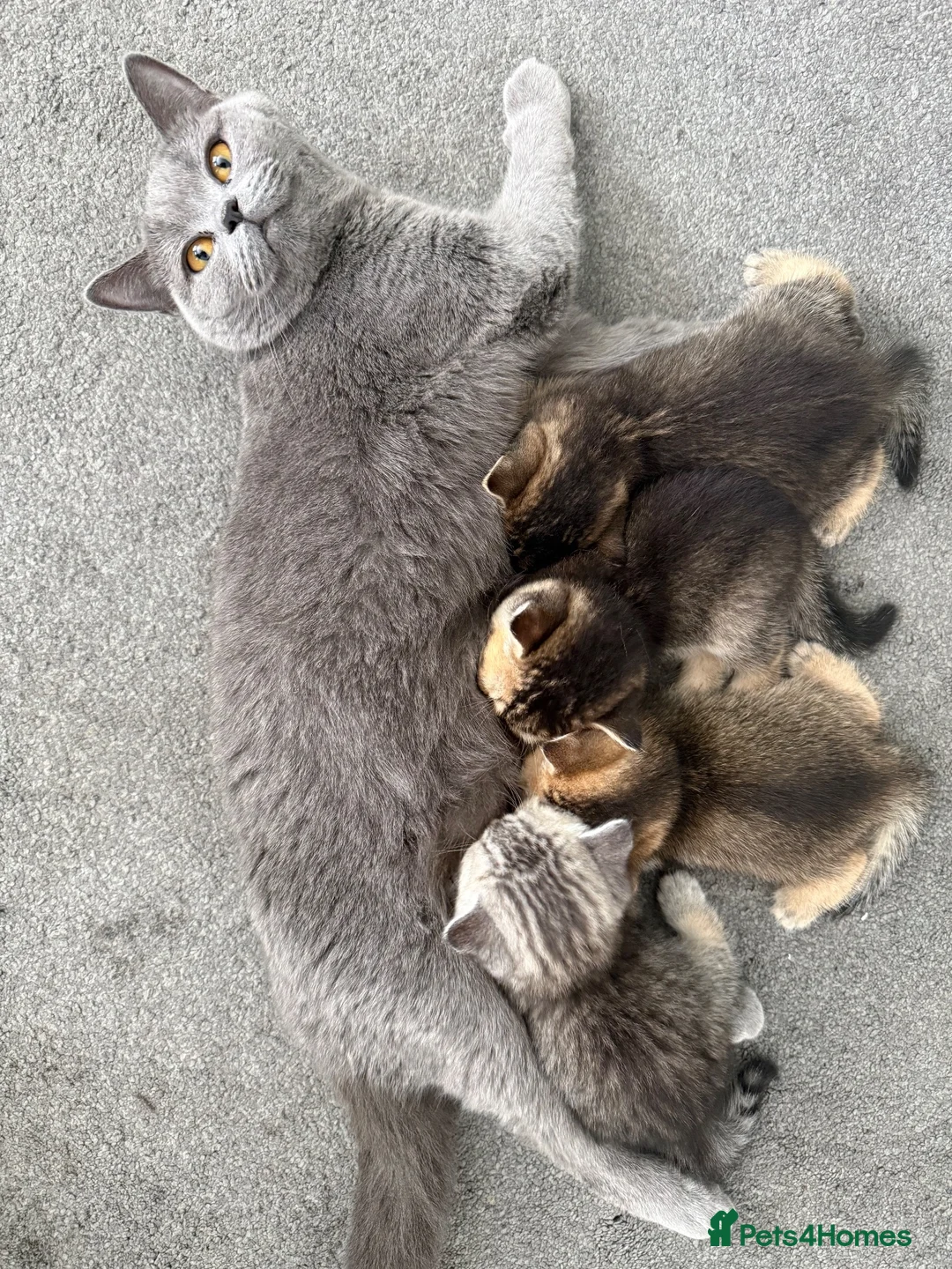 British Shorthair cats for sale: British Shorthair Kittens  - Advert 1