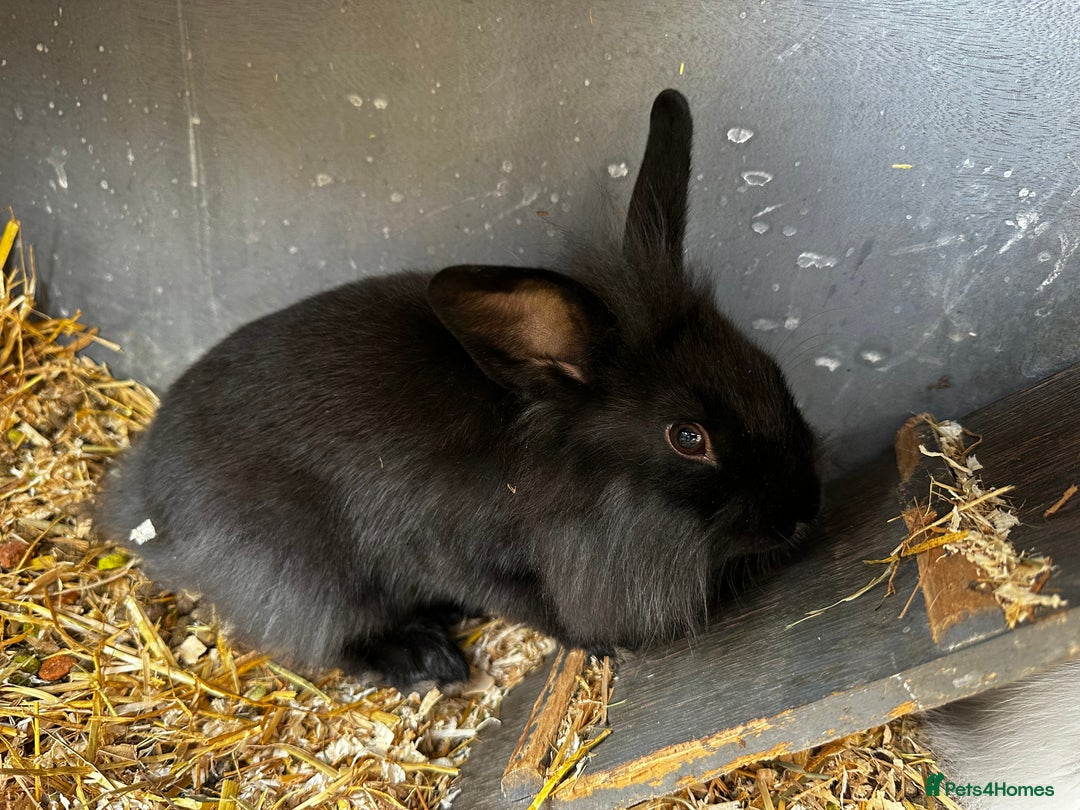 Lionhead rabbits for sale: Baby lion head rabbits for sale - Image 6