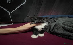 Turkish Angora cats for sale: Cute playful Turkish angora  - Image 6