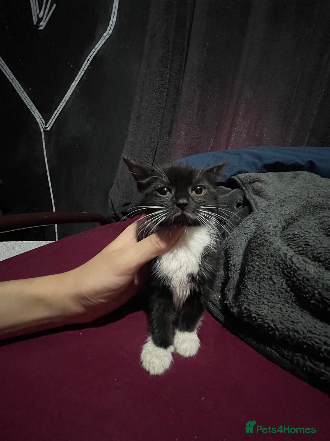 Turkish Angora cats for sale: Cute playful Turkish angora  - Image 6