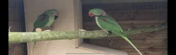 Parrots birds for sale: Proven Pair of Alexandrine  - Advert 6