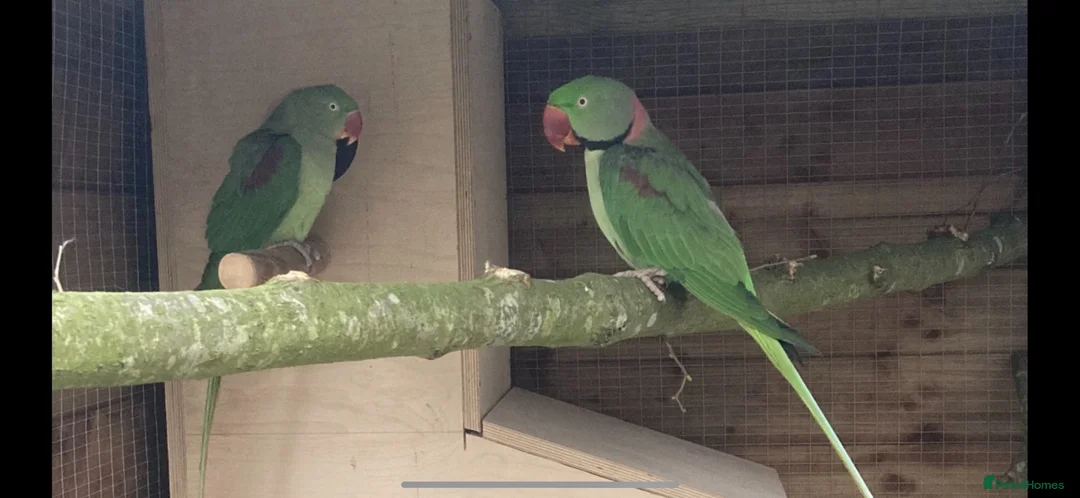 Parrots birds for sale: Proven Pair of Alexandrine  - Advert 6
