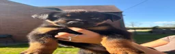 Rottweiler dogs for sale: Female left  - Advert 11