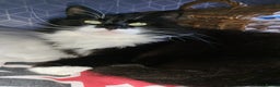 British Longhair cats for sale: Semi long haired tuxedo  - Advert 3