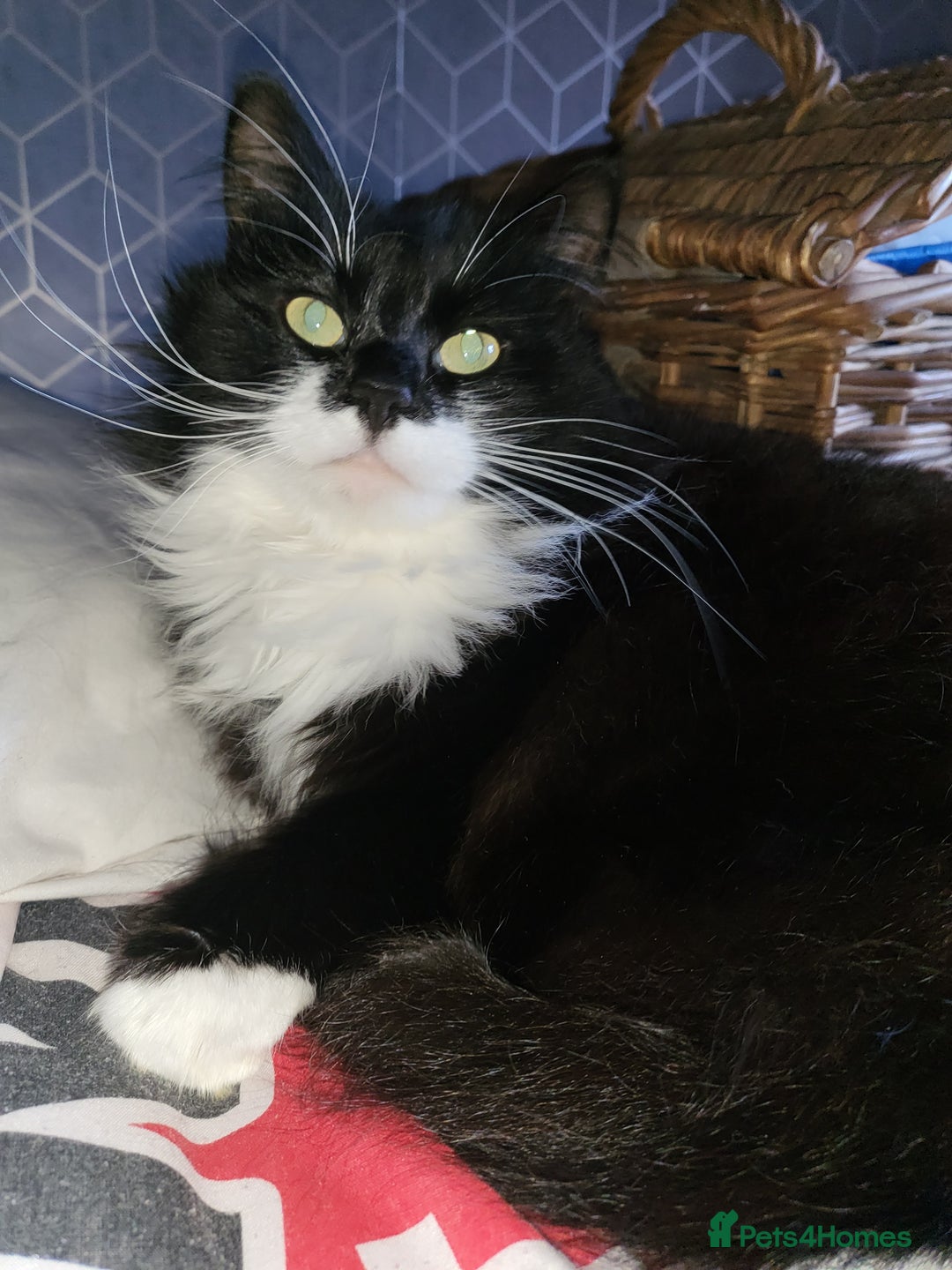 British Longhair cats for sale: Semi long haired tuxedo  - Advert 3