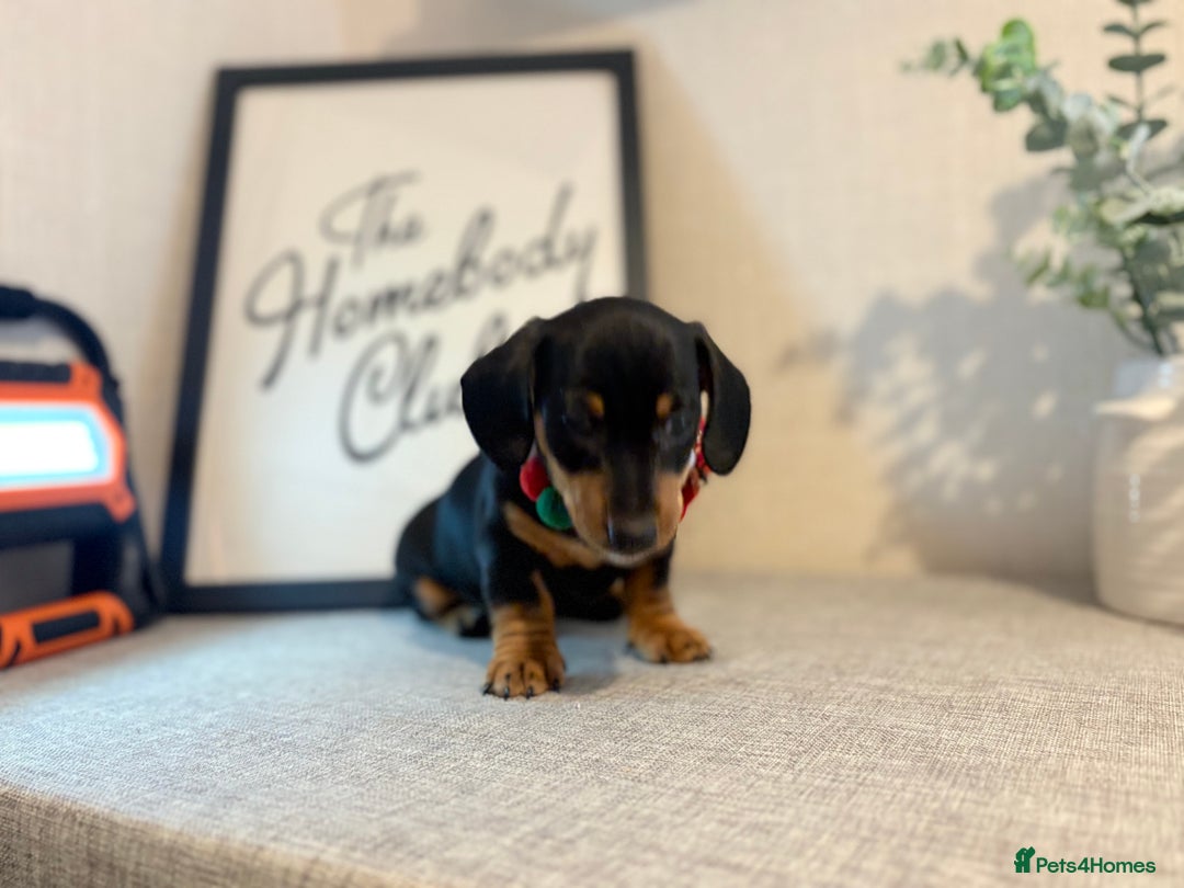 Miniature Dachshund dogs for sale: Miniature Dachshunds dapple. KC reg 4th Jan - Advert 16