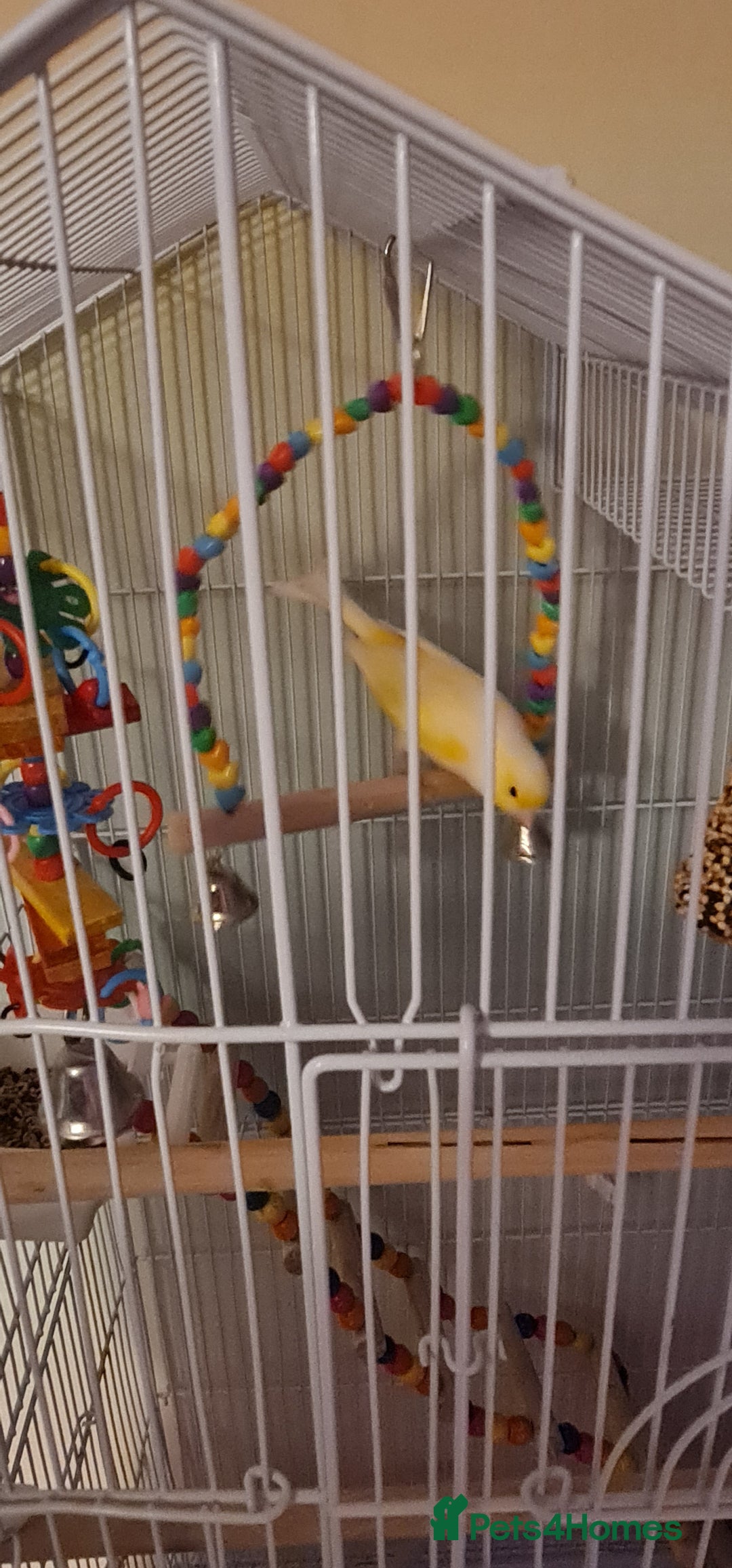 Canaries birds for sale: Male Canary with Cage & Accessories - Advert 3