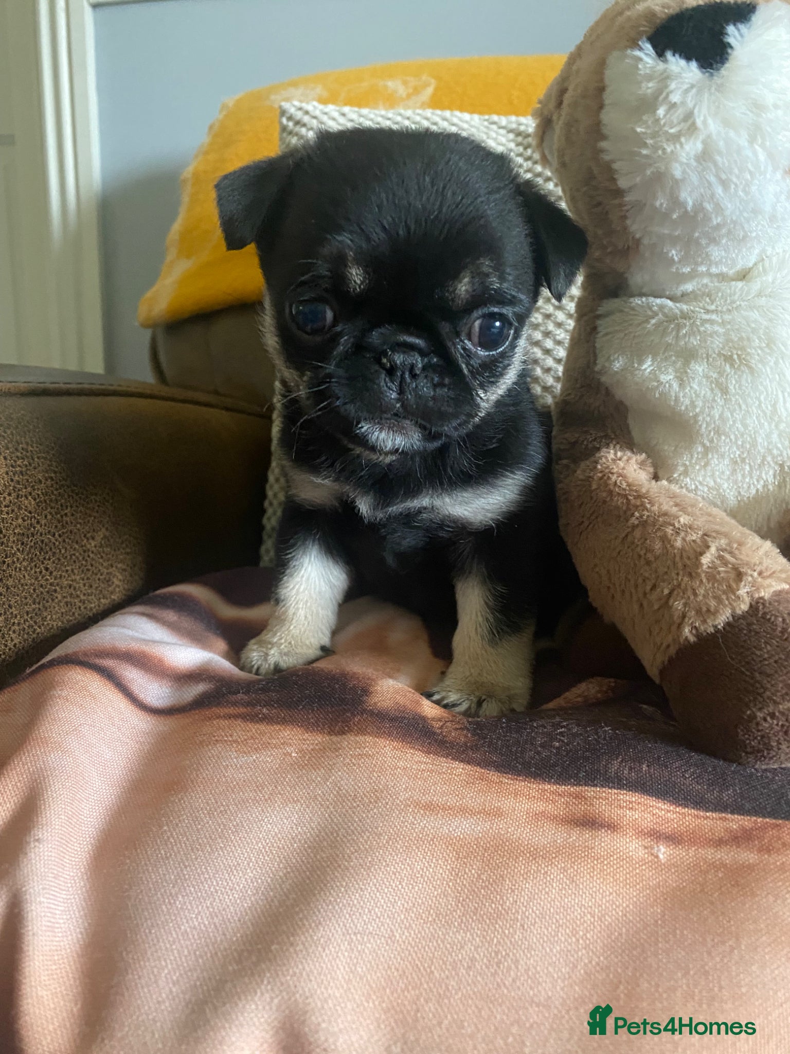Pug dogs Gorgeous pug puppies 1 girl left !!!  🐶 - Advert 2