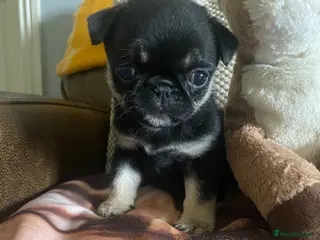 Pug dogs Gorgeous pug puppies 1 girl left !!! 🐶 - Advert 2
