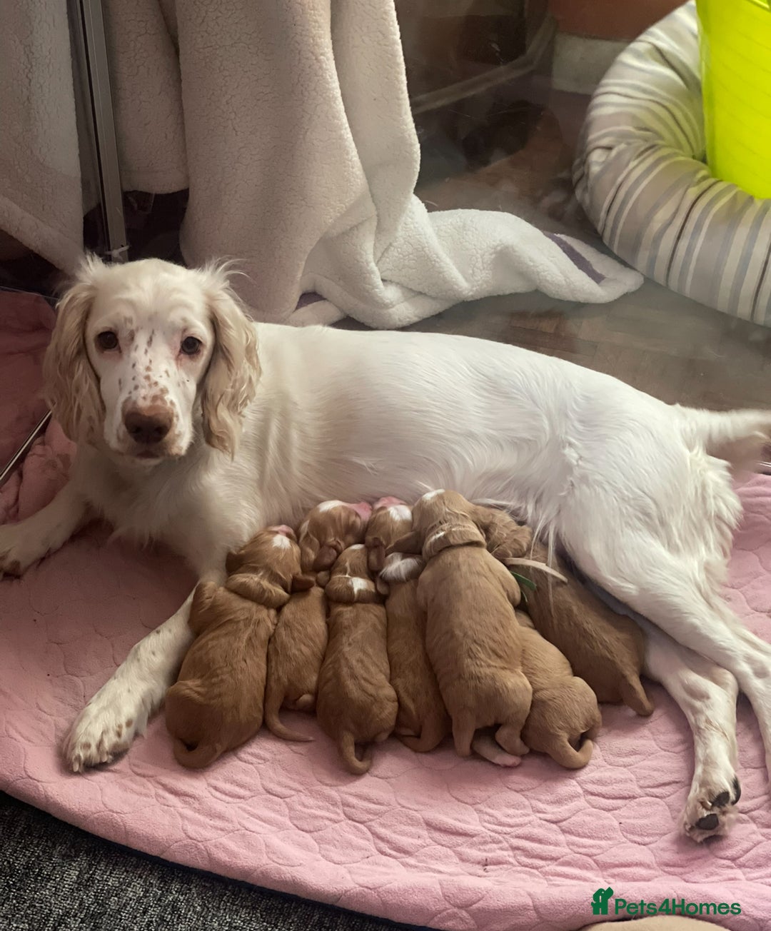 Cocker Spaniel dogs for sale: READY TO LEAVE COCKER SPANIEL FEMALE AVAILABLE  - Image 6