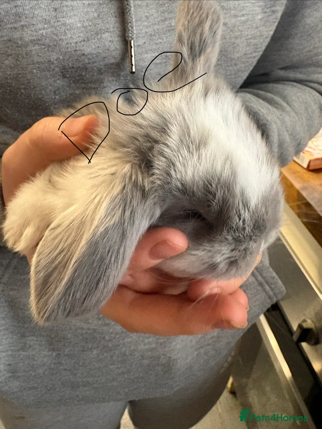 French Lop rabbits for sale: French lops - Advert 8