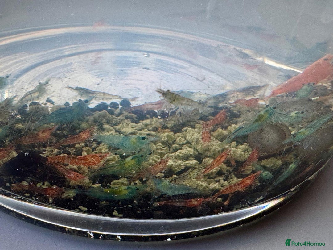 Shrimps fish for sale: Shrimp and rabbit snails  - Advert 9