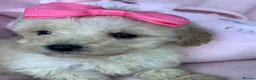 Poochon dogs for sale: F1 Toy Poochons  in Saint Austell - Advert 8