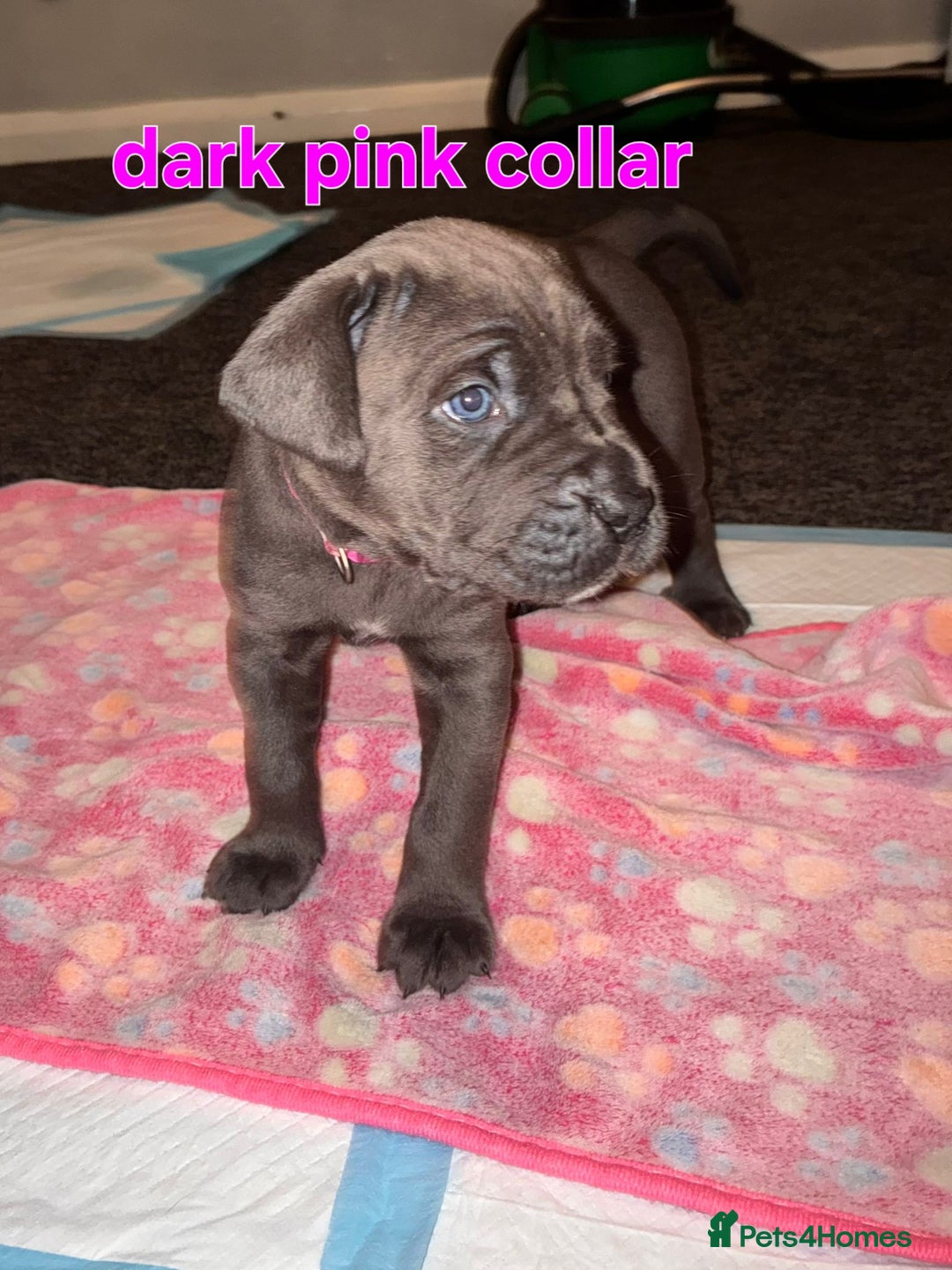 Cane Corso dogs for sale: 4 girls left *PRICE REDUCED* - Image 10
