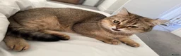 Scottish Fold cats for sale: Male Scottish straight  - Advert 2