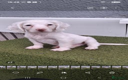 Cocker Spaniel dogs for sale: Stunning Cocker spaniel puppy's  - Image 6