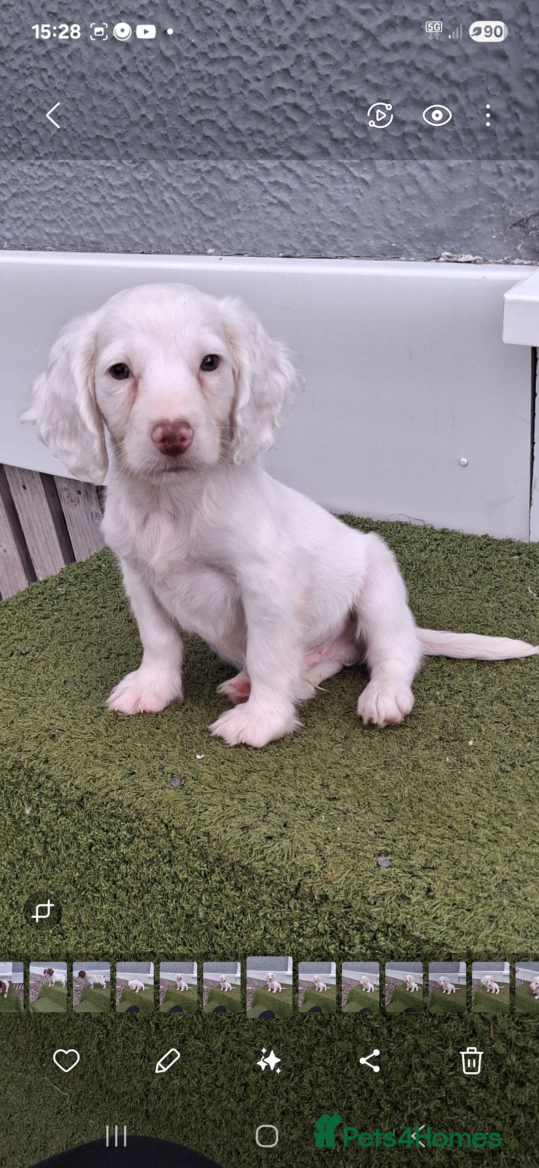 Cocker Spaniel dogs for sale: Stunning Cocker spaniel puppy's  - Image 6