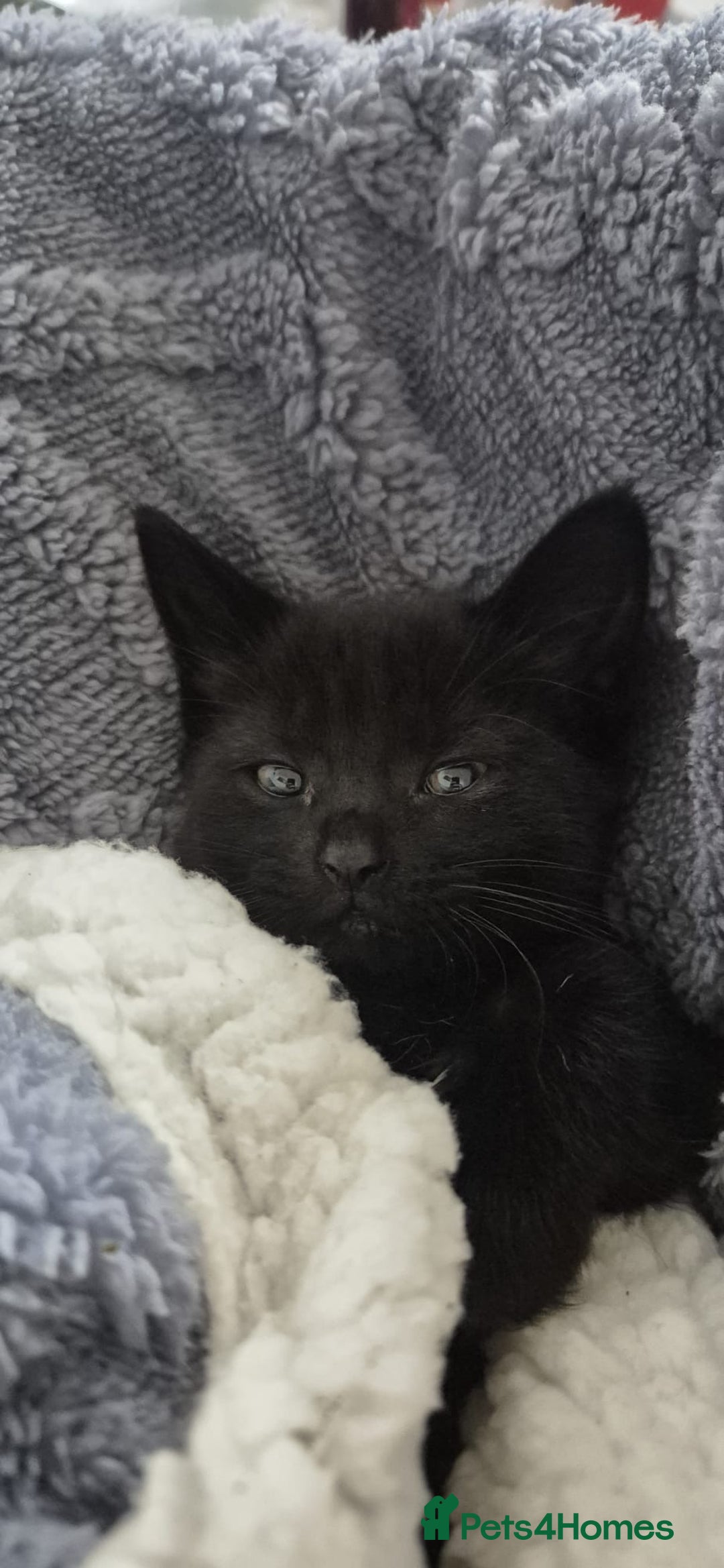 Mixed Breed cats for sale: 4 black shorthair kittens  - Image 1