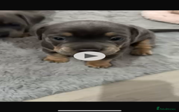 Mixed Breed dogs for sale: two blue & tan french weiners - Image 7
