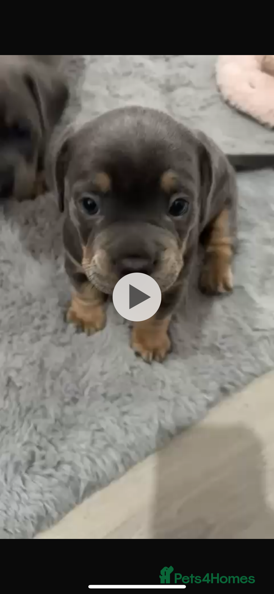 Mixed Breed dogs for sale: two blue & tan french weiners - Image 7