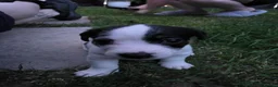 Jack Russell dogs for sale: 5 Adorable Jack Russell's looking for 5* Homes - Advert 11