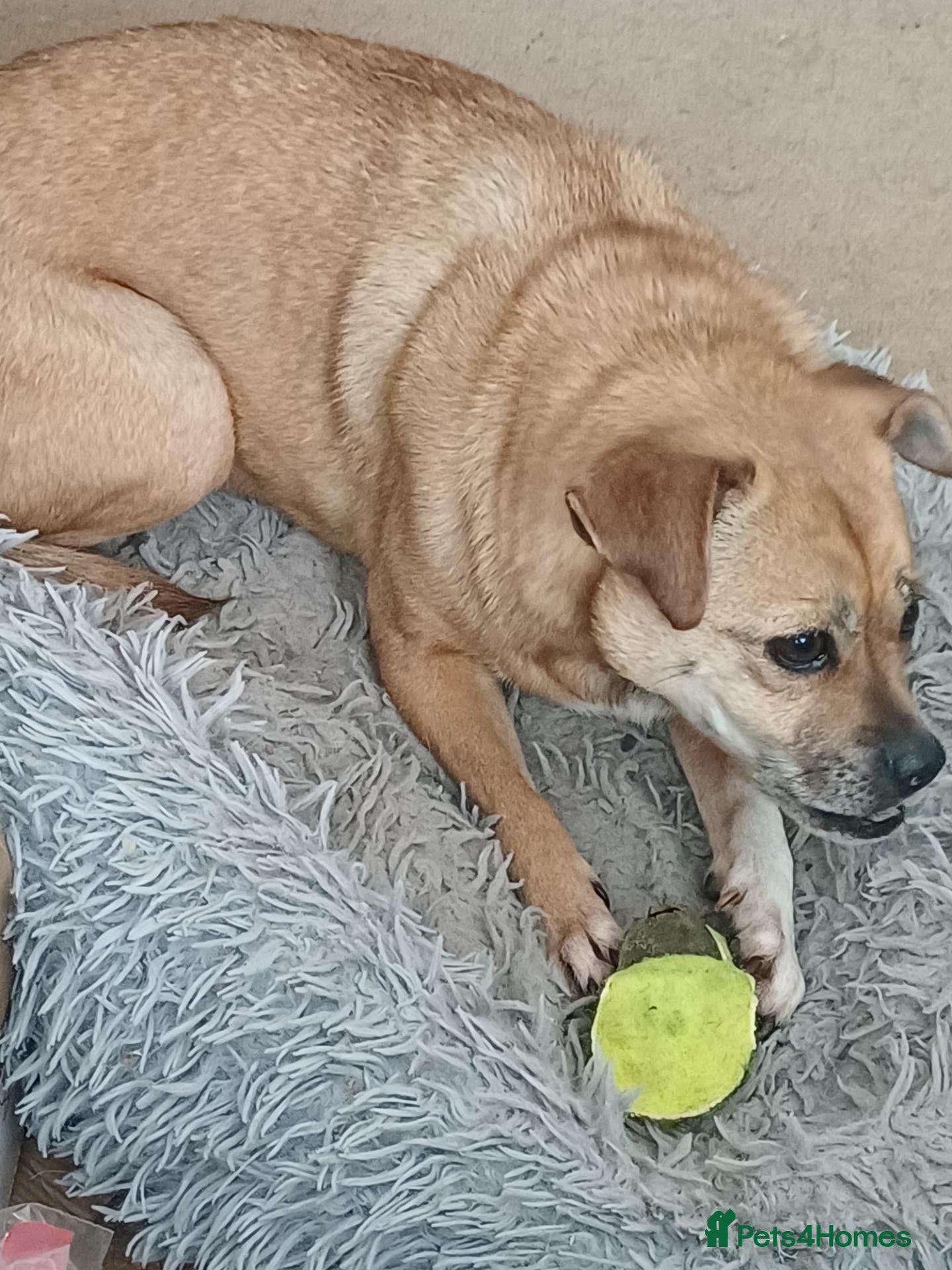 Mixed Breed dogs Ruby the sweet rescued girl - Advert 2