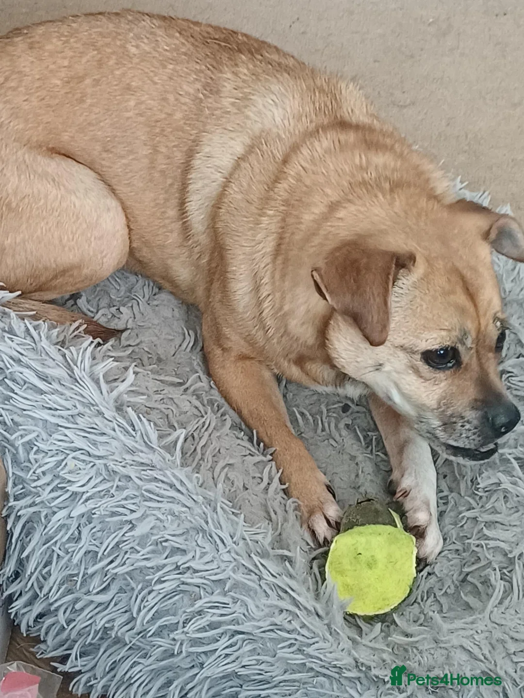 Mixed Breed dogs for adoption: Ruby the sweet rescued girl in Yelverton - Advert 1