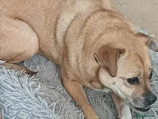 Mixed Breed dogs Ruby the sweet rescued girl - Advert 2