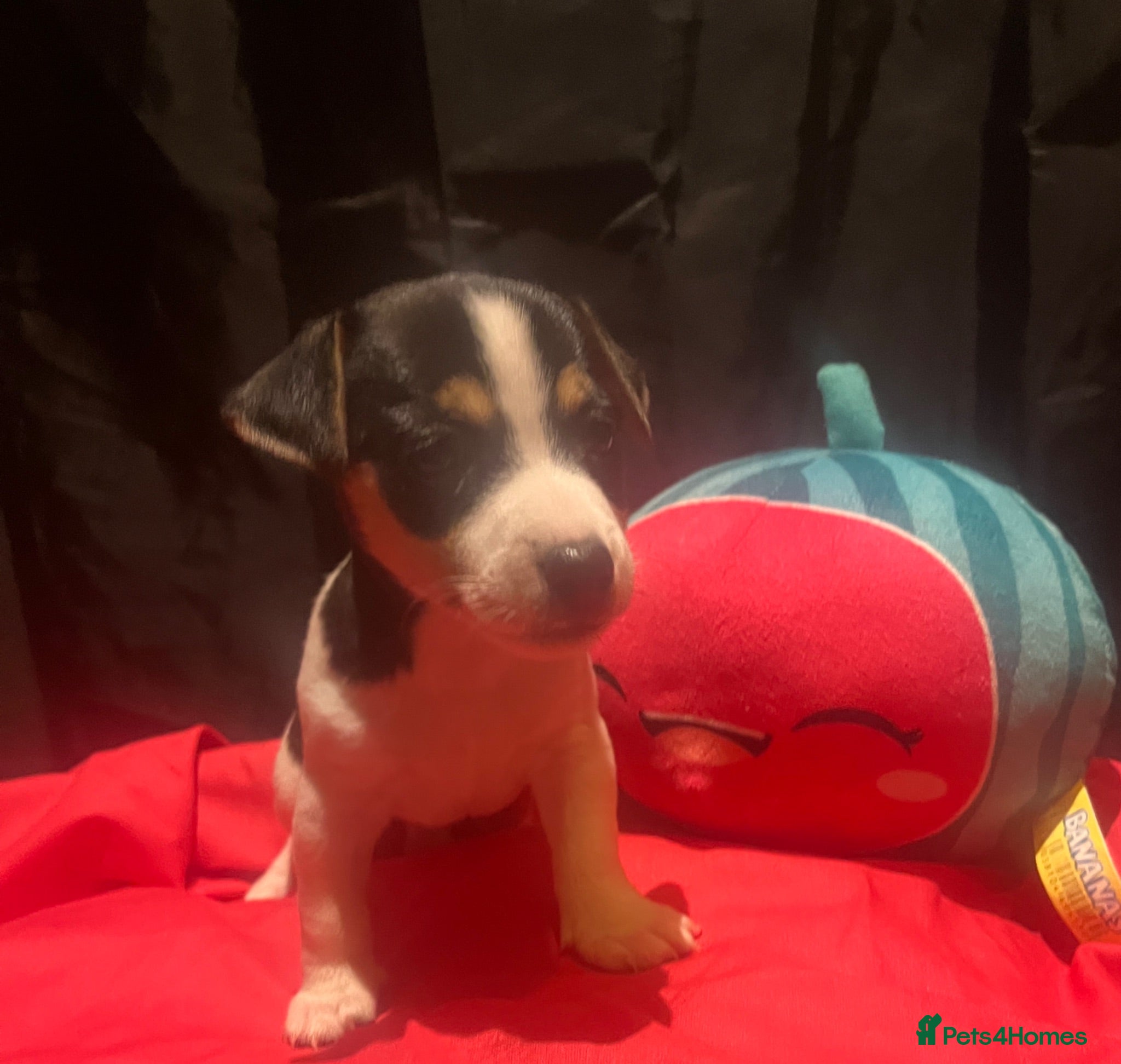 Jack Russell dogs Miniature Jack Russell  - Advert 4