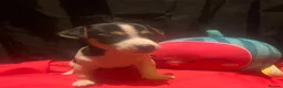 Jack Russell dogs for sale: Miniature Jack Russell  - Advert 17