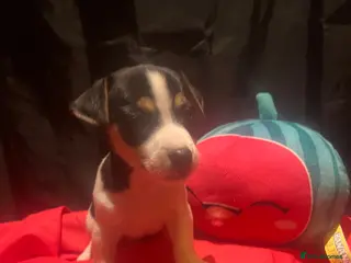 Jack Russell dogs Miniature Jack Russell - Advert 4