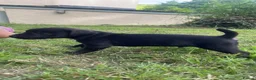 Patterdale Terrier dogs for sale: 2 male patterdale puppy’s  in Umberleigh - Advert 6