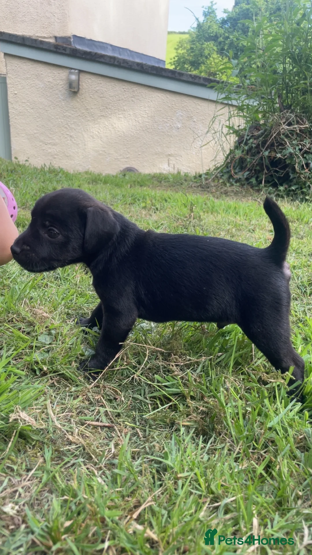 Patterdale Terrier dogs for sale: 2 male patterdale puppy’s  in Umberleigh - Advert 6