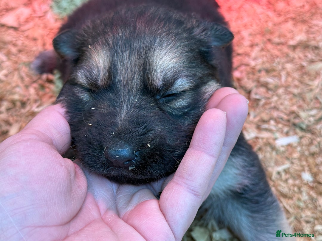 German Shepherd dogs for sale: Beautiful KC Registered GS pups - Advert 1
