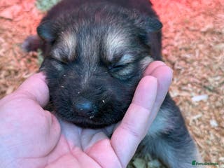 German Shepherd dogs Beautiful KC Registered GS pups - Advert 1