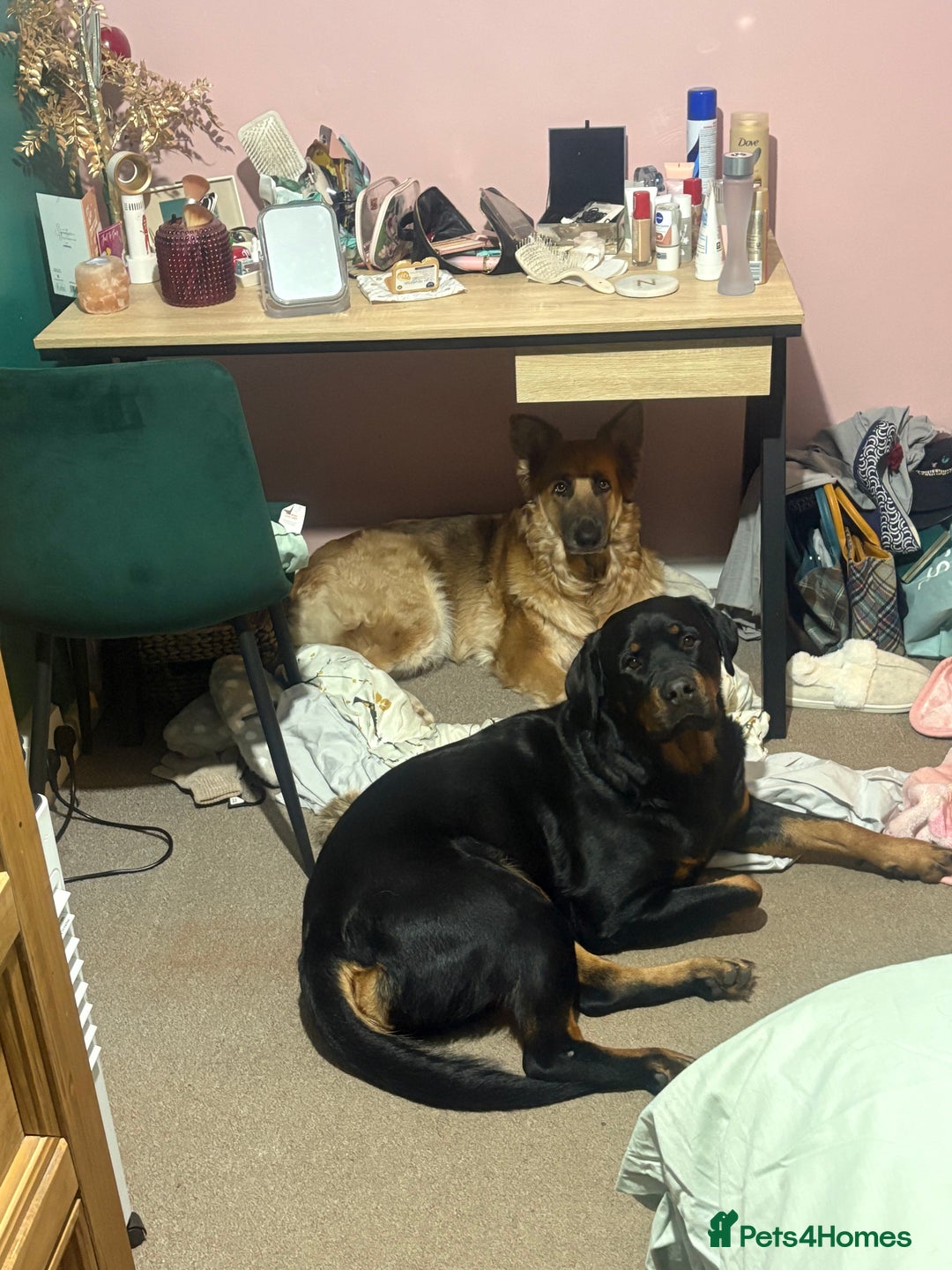 Mixed Breed dogs for sale:  Beautiful natured girl - Advert 11