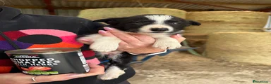 Welsh Collie 5 Black and white female